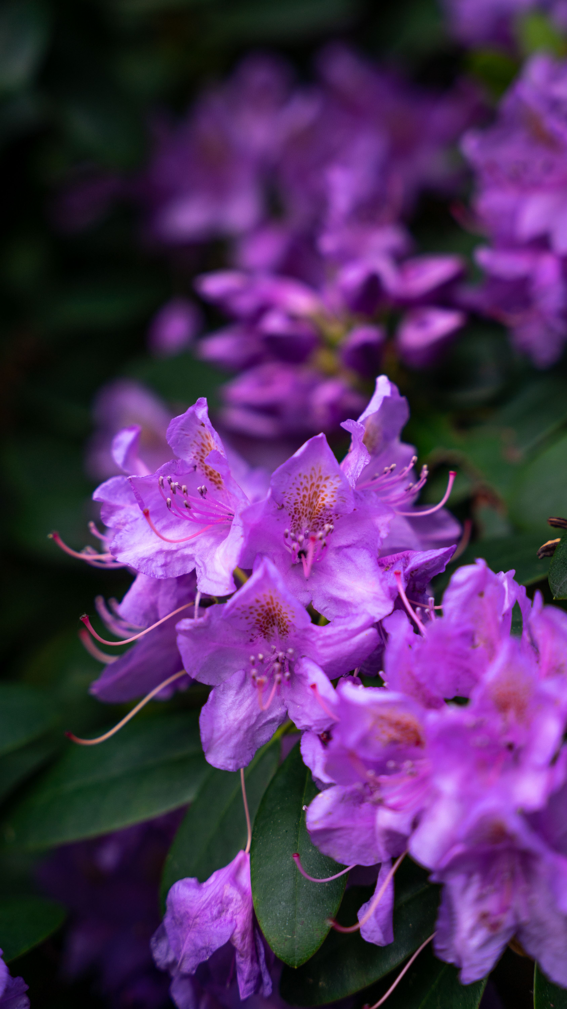Rododendron je odlična rastlina za popestritev vrtova
